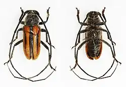 Neocrossidius trivittatus.