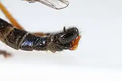 Last segments of the abdomen with male genitalia