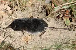 Gray shrew