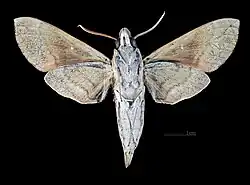 Male ventral (coll.MHNT)