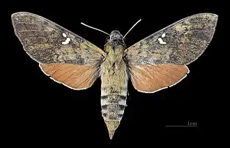 Female dorsal (coll.MHNT)