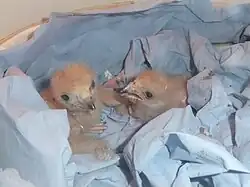 Week-old chicks in captivity