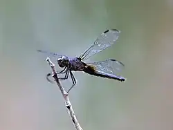 Female