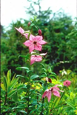 Two stalks with wide leaves topped by large flowers, each with six pink tepals with pointed tips