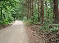 Nørreskoven in the north of Als