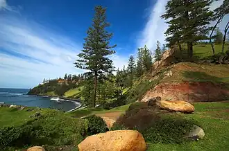 Norfolk Island pines