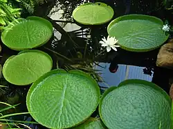 First flower of Victoria cruziana grown in 2010