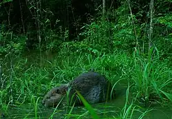 North American beaver (Castor canadensis), Big Thicket NP, camara trap