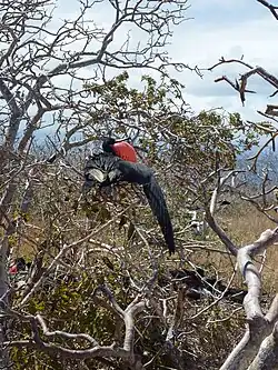 North Seymour Island in the Galápagos