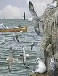 Composite image of northern fulmars in different plumages
