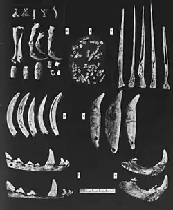 Ornaments from Norton Mounds