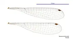 Female wings