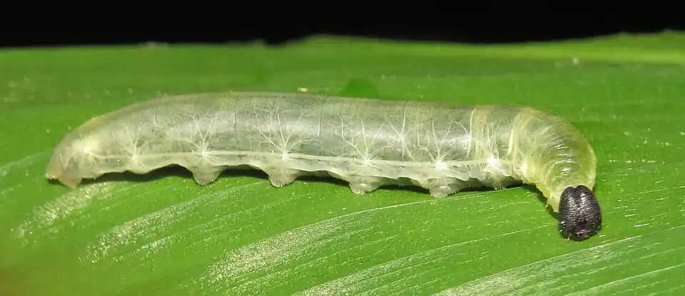 Larva