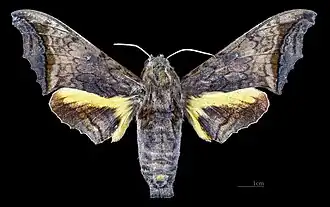 Female dorsal (coll.MHNT)