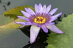Nymphaea nouchali var. petersiana