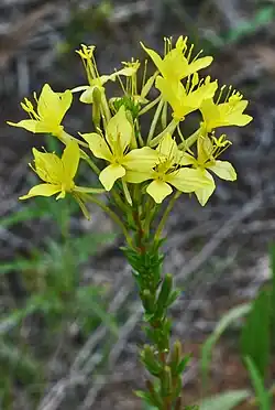 Oenothera clelandii