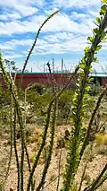Ocotillo Leaves in front of the El Paso Museum of Archaeology