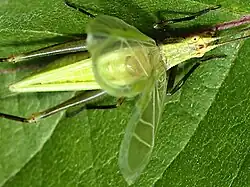 Photo of male stridulating