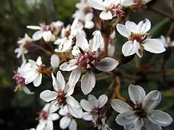 Flowers of O. allomii