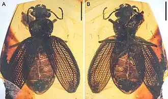 Specimen of Omma forte from the Mid-Cretaceous Burmese amber of Myanmar