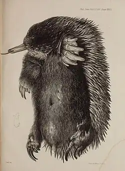 Illustrated plate from On the marsupial pouches, mammary glands and mammary foetus of the Echidna hystrix by Richard Owen