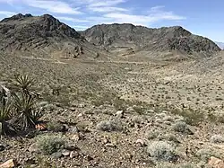 Desert landscape with small rocky mountains and cacti and shrubs