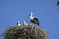 Storks on the nest