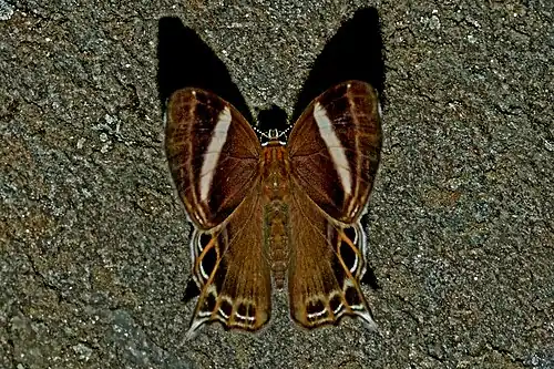 Dorsal view
