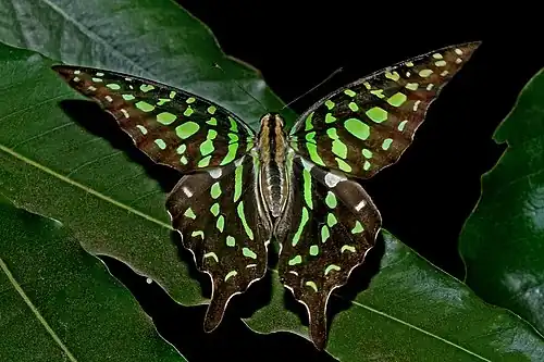 Dorsal view