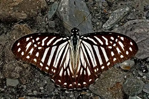Dorsal view