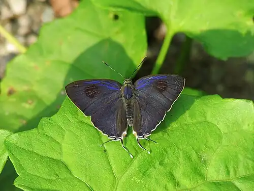 Dorsal view (male)