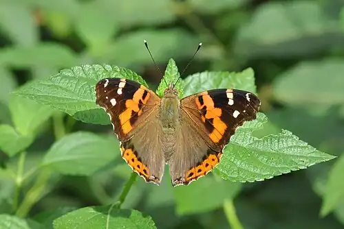 Dorsal view