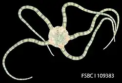 Ophioderma brevispina, an Ophiodermatidae