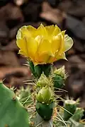 Opuntia hyptiacantha flower