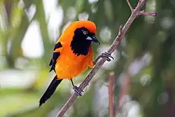 Orange-backed troupial