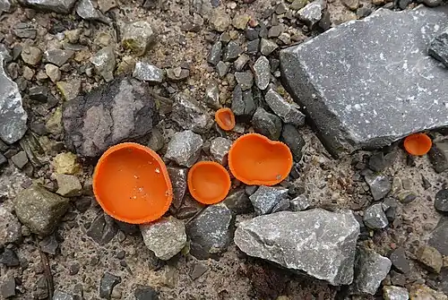 Orange peel fungus (Aleuria aurantia) on a forestry road