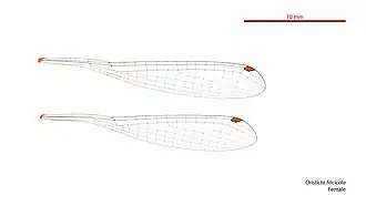 Photo of female wings