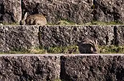 Two rabbits grazing on plants on top of large stone steps