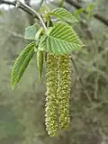 Male catkins of hop-hornbeam (Ostrya carpinifolia)
