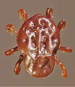 Otobius megnini argasid nymph, dorsal