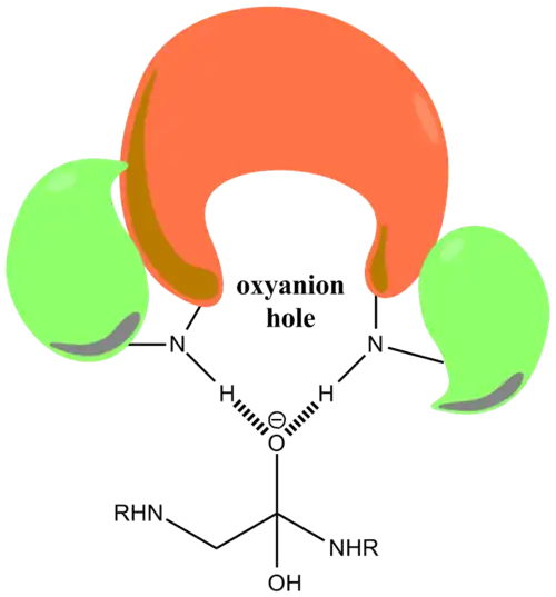 Oxyanion hole