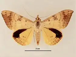 Female