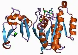 1c1y: CRYSTAL STRUCTURE OF RAP.GMPPNP IN COMPLEX WITH THE RAS-BINDING-DOMAIN OF C-RAF1 KINASE (RAFRBD).