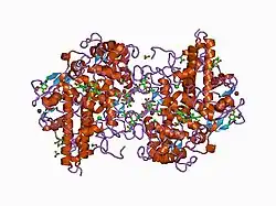 1d7w: CRYSTAL STRUCTURE OF HUMAN MYELOPEROXIDASE ISOFORM C COMPLEXED WITH CYANIDE AND BROMIDE AT PH 4.0