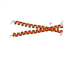 1deb: CRYSTAL STRUCTURE OF THE N-TERMINAL COILED COIL DOMAIN FROM APC