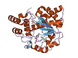1ls6: Human SULT1A1 complexed with PAP and p-Nitrophenol