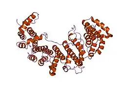 1m5n: Crystal structure of HEAT repeats (1-11) of importin b bound to the non-classical NLS(67-94) of PTHrP