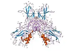 1nfk: STRUCTURE OF THE NUCLEAR FACTOR KAPPA-B (NF-KB) P50 HOMODIMER