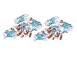 1nud: Role of Calcium Ions in the Activation and Activity of the Transglutaminase 3 Enzyme (3 calciums, active form)