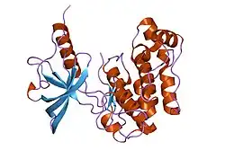 1p14: Crystal structure of a catalytic-loop mutant of the insulin receptor tyrosine kinase